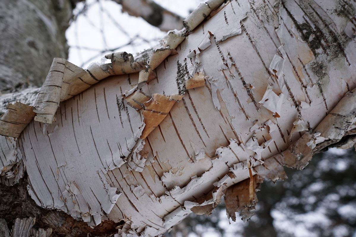 paper-birch-bark_